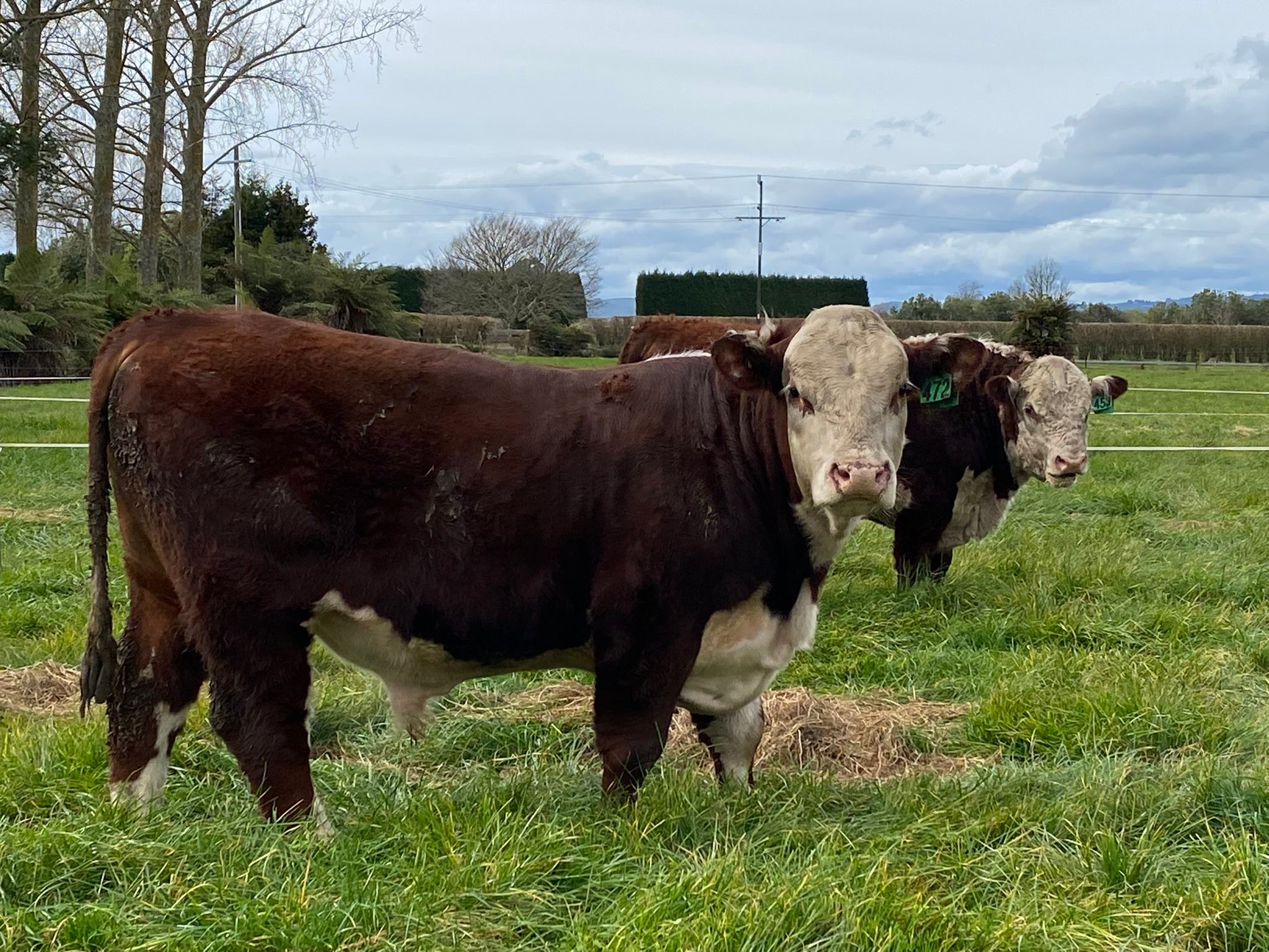 Colraine Herefords | Ohaupo