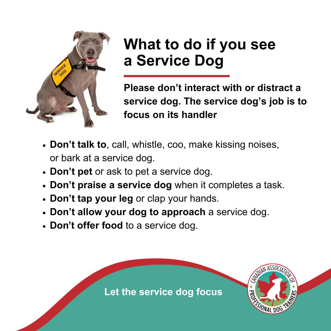 Service Dog Owners | Facebook