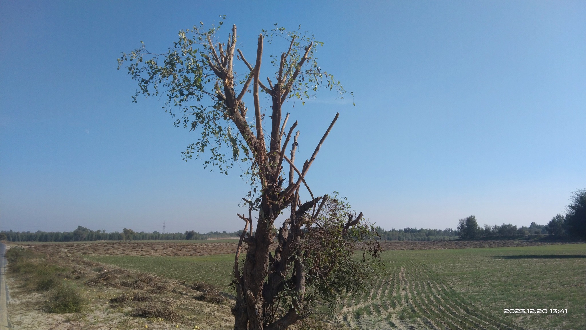 Tehsil Piplan