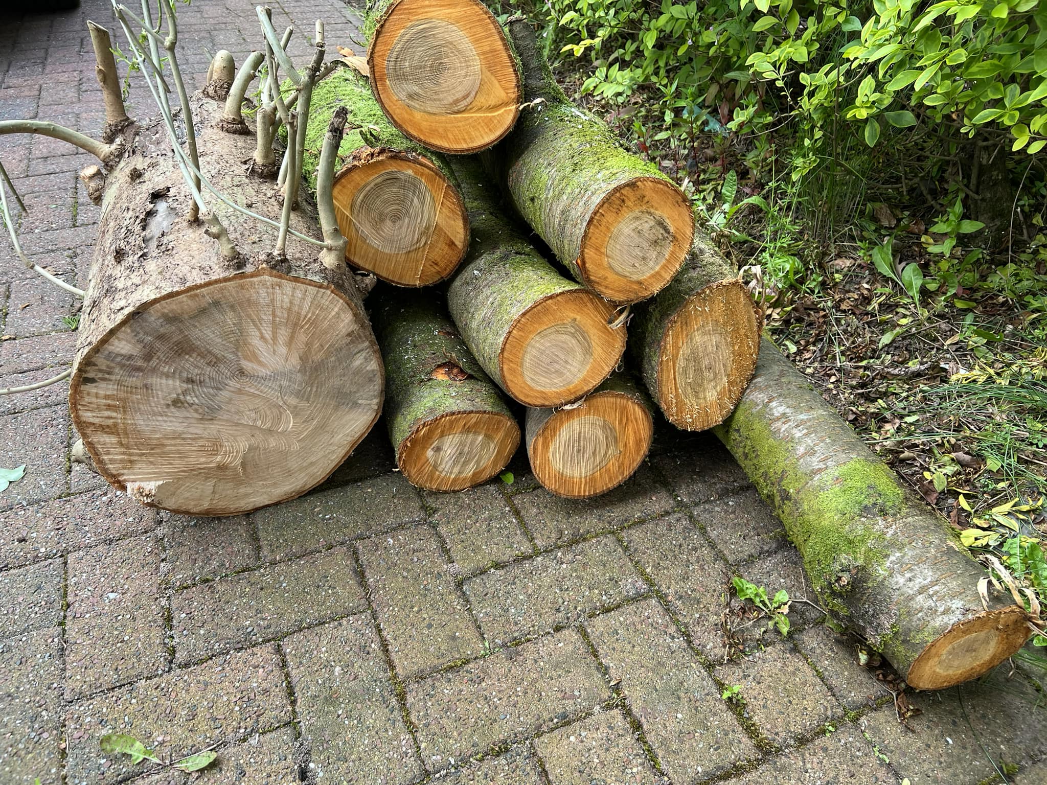 Woodworking For Beginners | I cut this fallen cherry tree up for ...