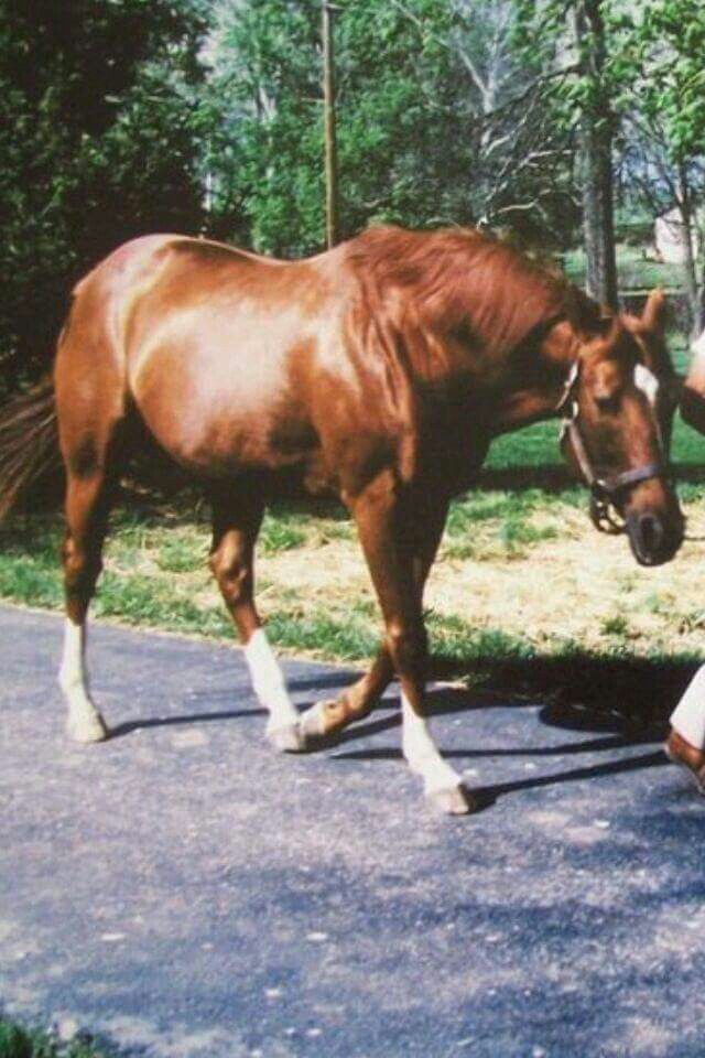 Natural - One of the all-time greatest racehorses, the American ...