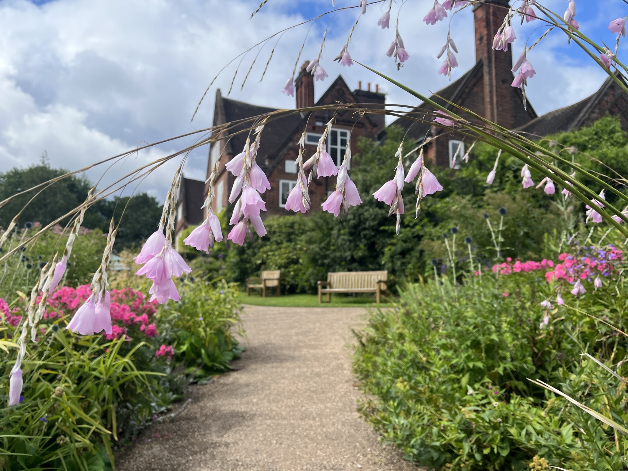 fairy fishing pole plant Angel's Rod Our newest and most spectacular dwarf hybrid for some time makes a tight clump of thin leaves from which arise Dierama pulcherrimum, or angel's fishing