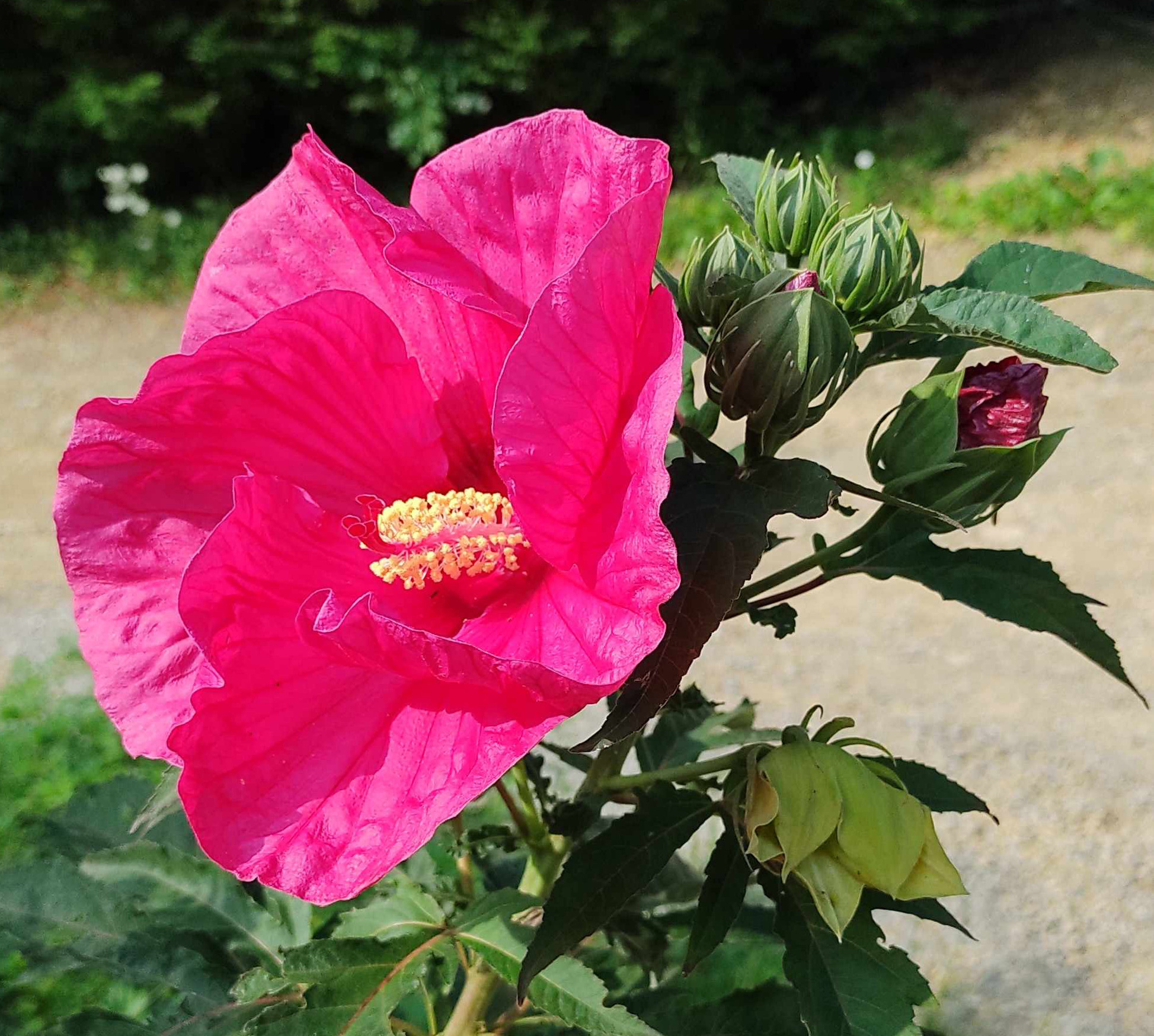 Hibiscus SUMMERIFIC 'Cherry Choco Latte' won the People's Choice