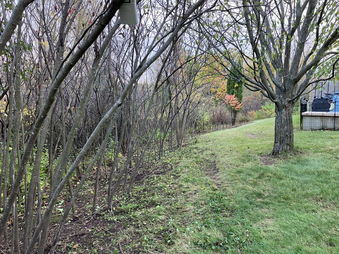Ryan’s Tree Service | Oshkosh WI