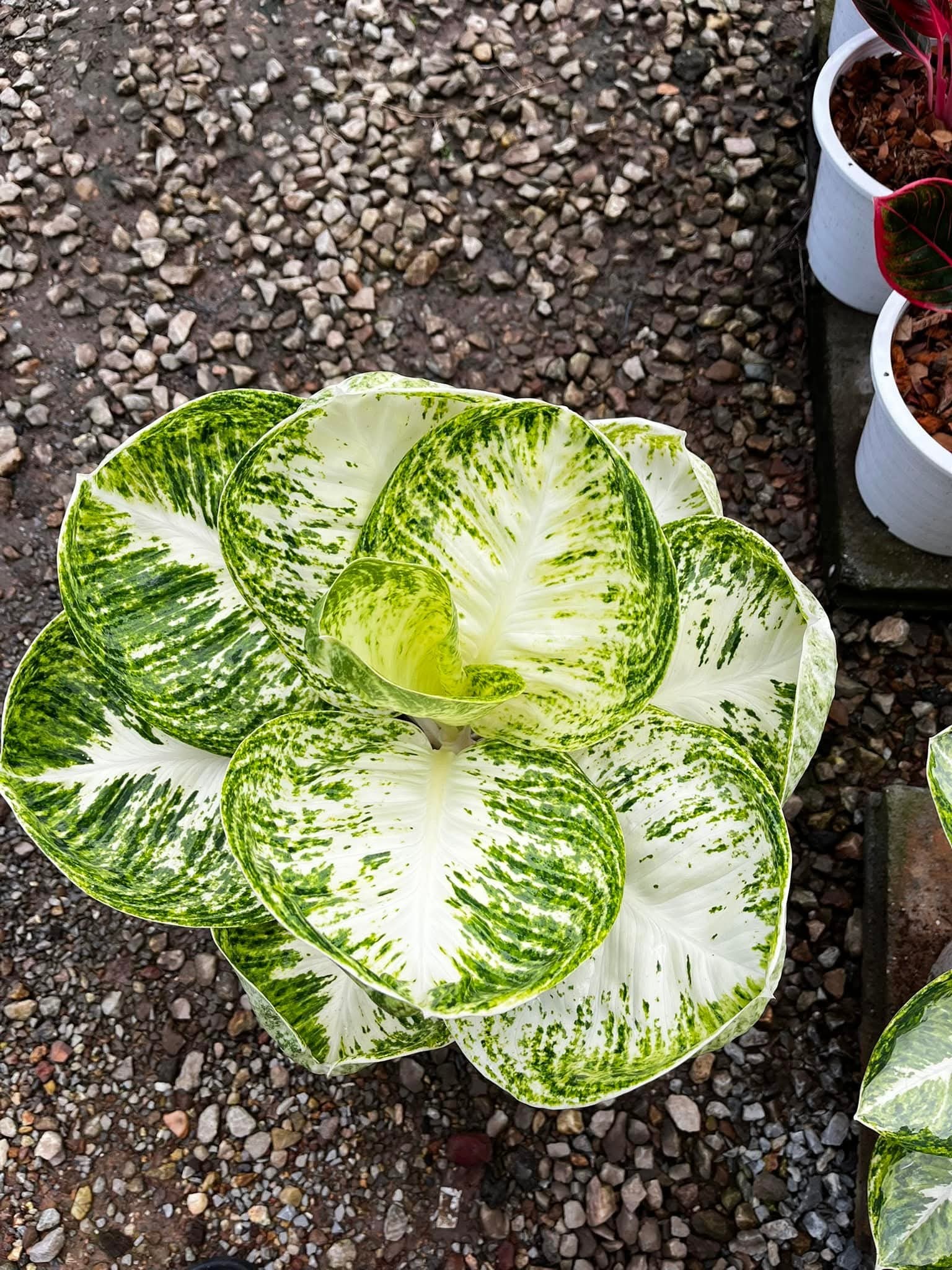 Aglaonema Khan Mak Chao Wang with good variegation. Price: 18,000