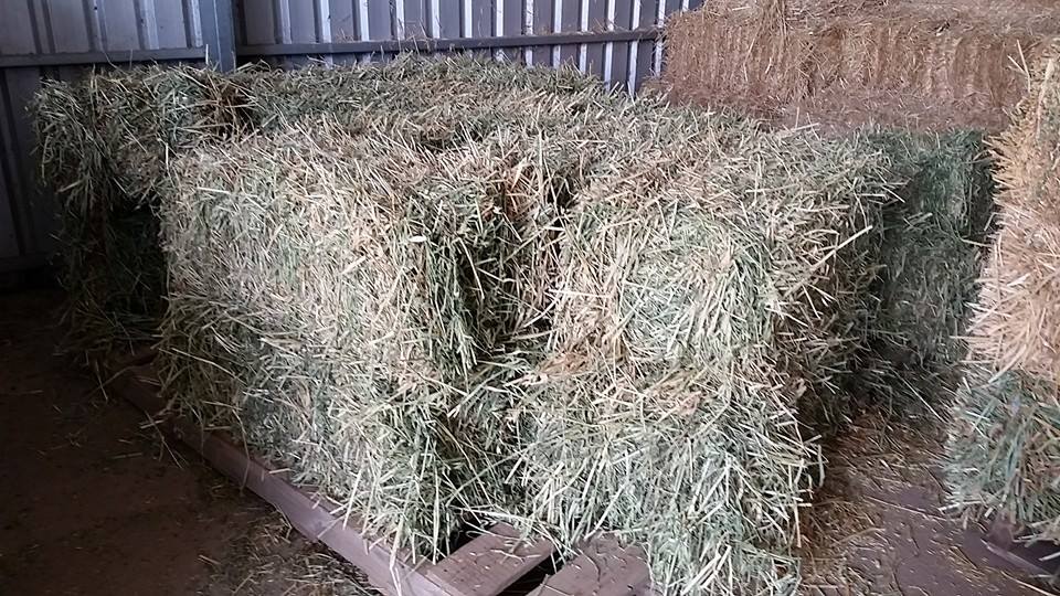 Two Wells Pets Food And Fodder - Lucerne oaten bales $11.00 ea in store ...