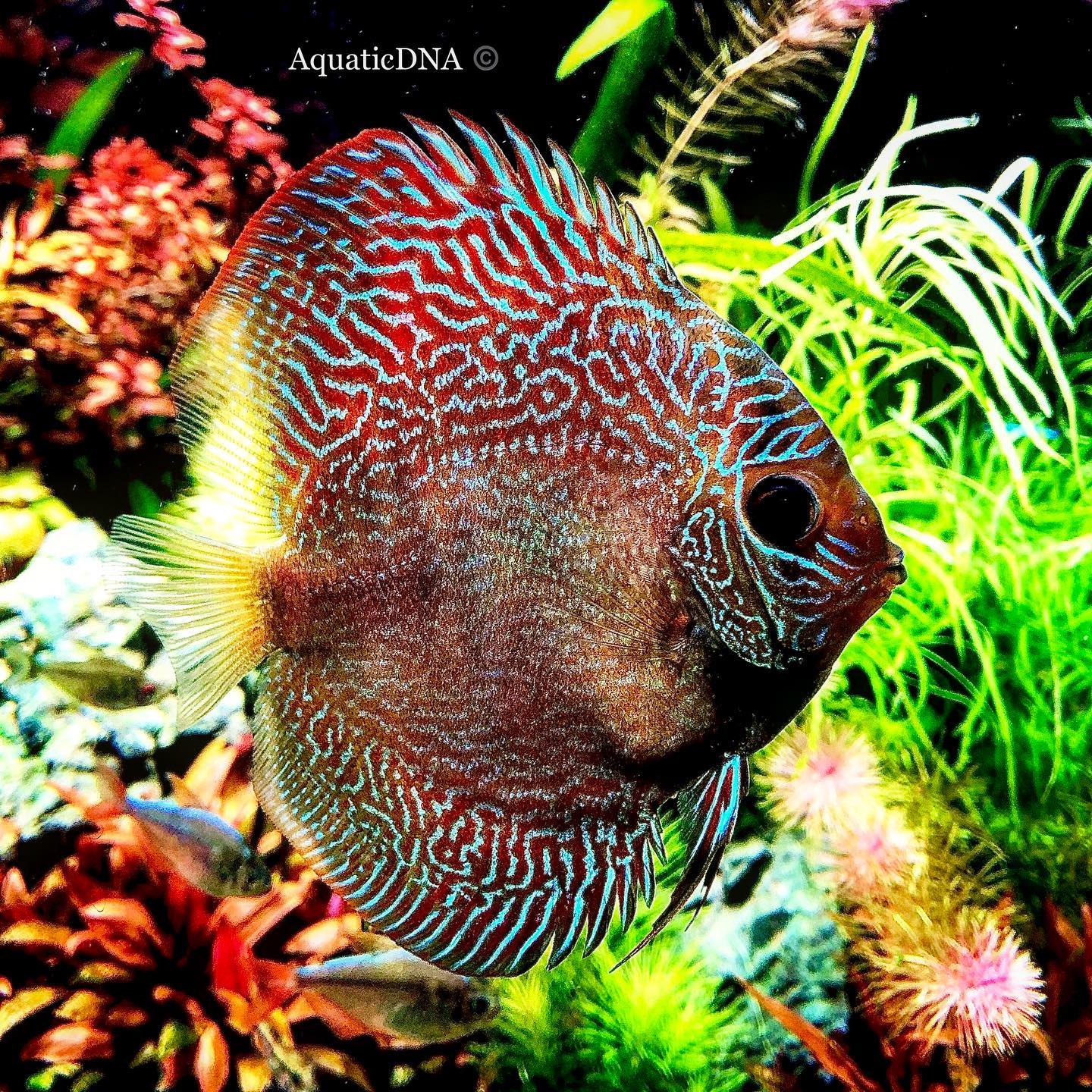 Aquaticdna - Some of my Discus vibing to a nice dinner of...