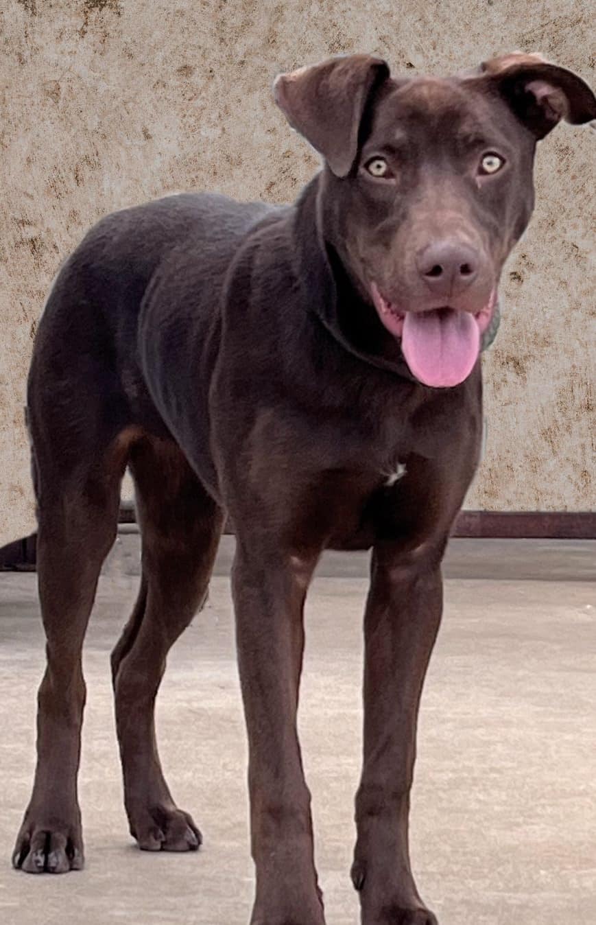 Meet Coco Chanel. She arrives... - Chicagoland Lab Rescue
