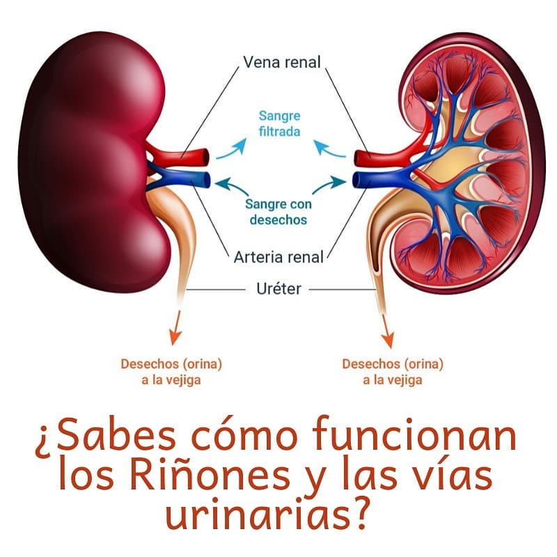 Kinesióloga - La sangre llega a cada riñón a través de su respectiva ...