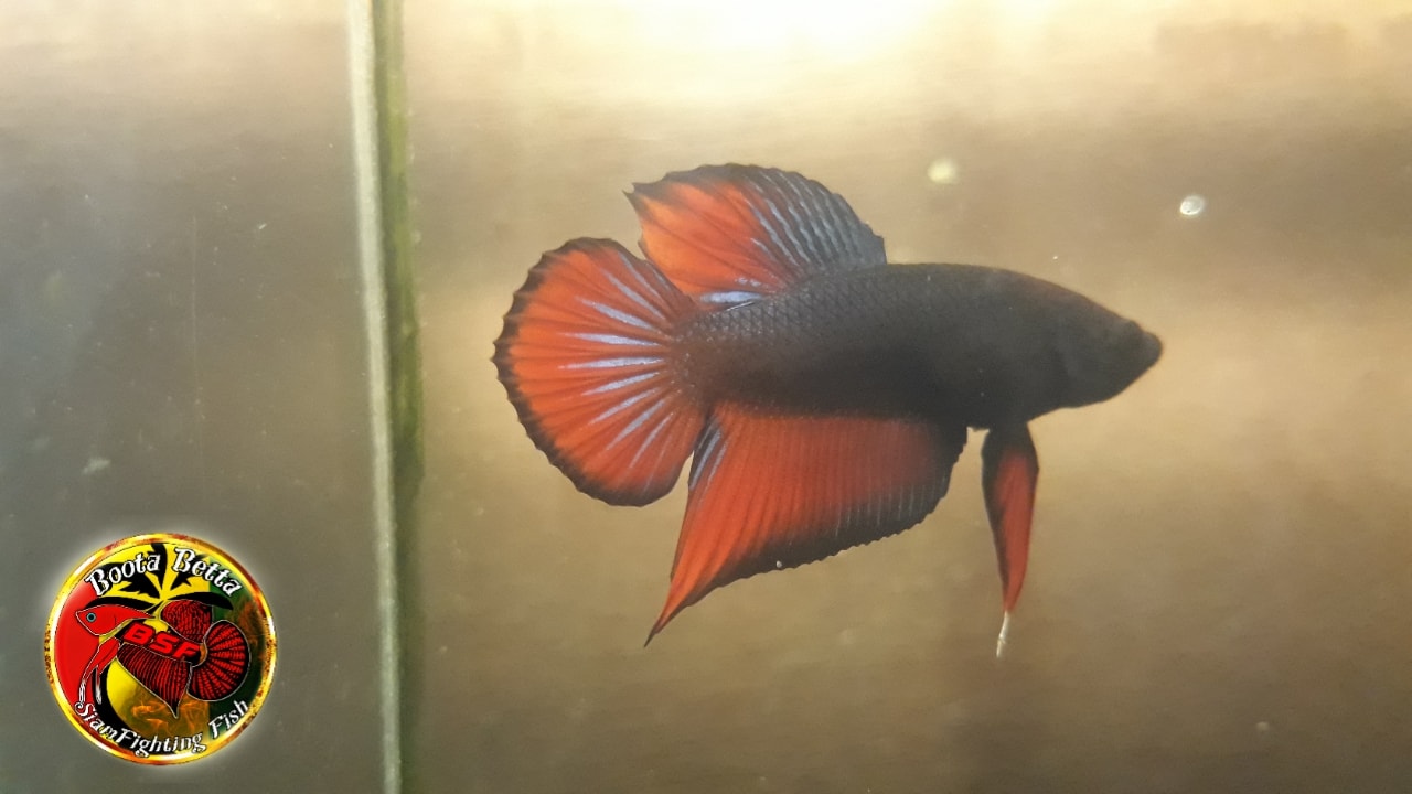 Boota Betta