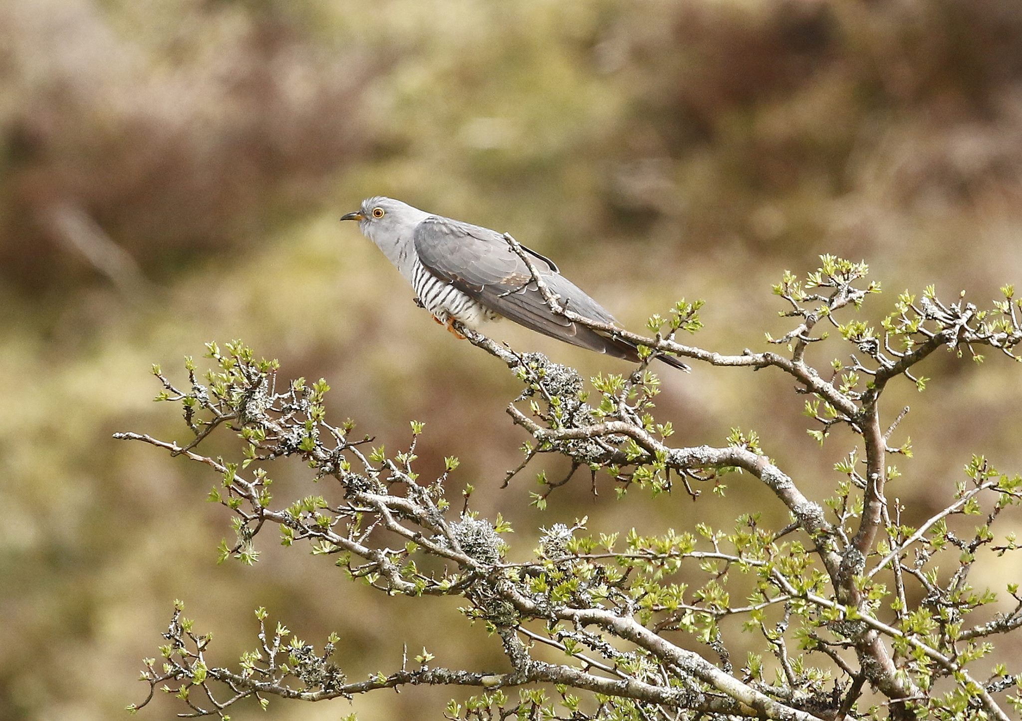 A true sign of spring. Cuckoos on... - Shelduck photography