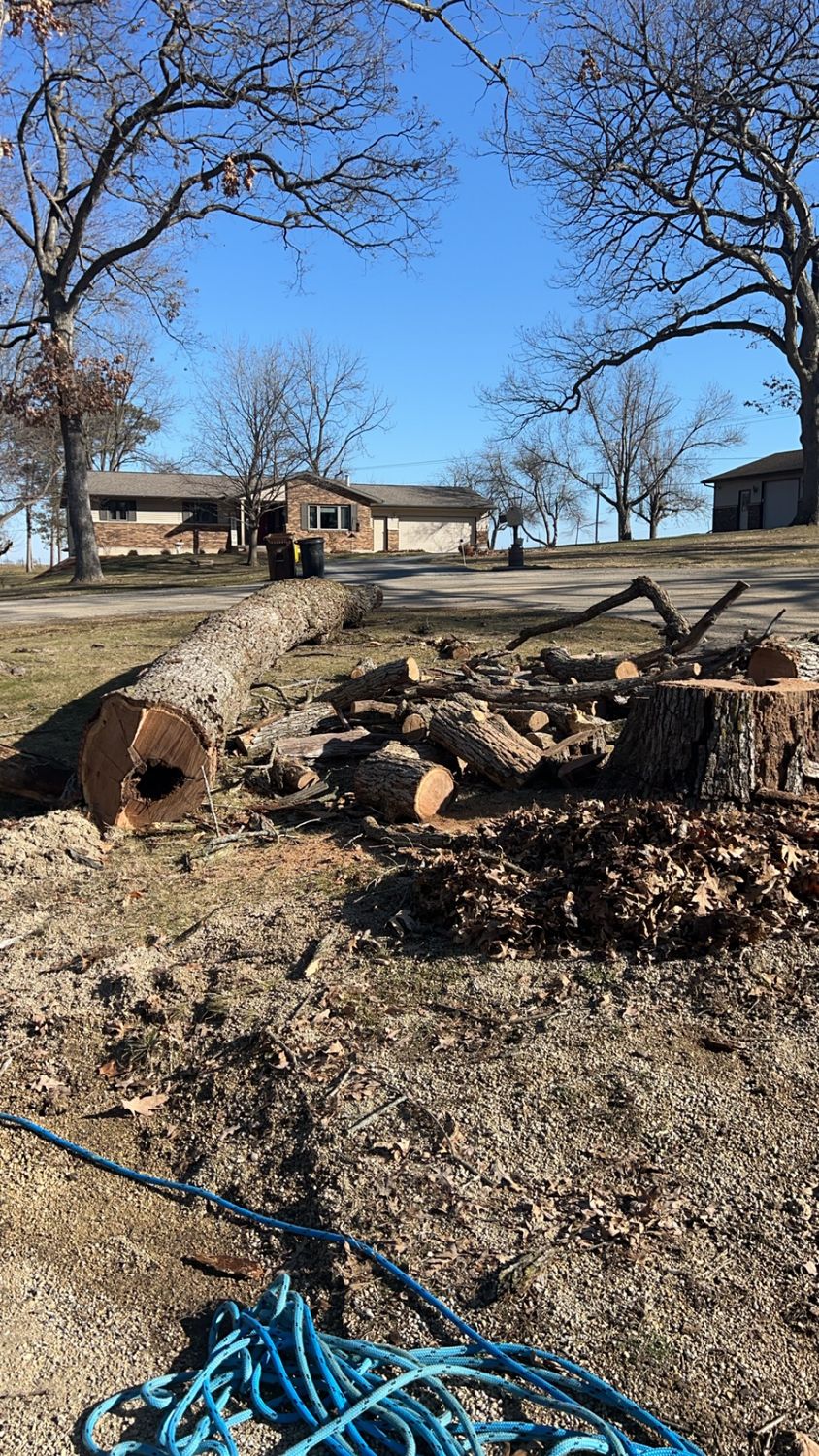 🌳 Got a hollow tree? Don't wait... - Fransen's Tree Service | Facebook