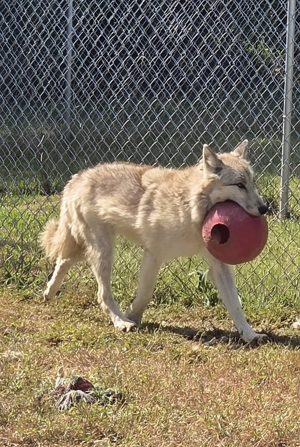 Red Riding Hood Rescue Project - a wolfdog rescue | Middletown OH