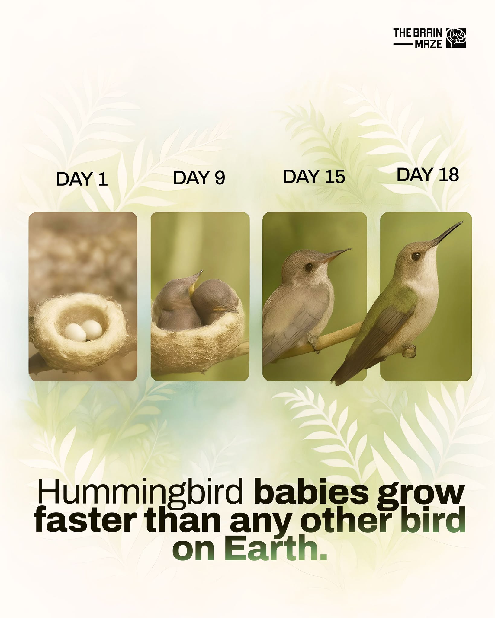 The Brain - Hummingbird babies grow faster than any other bird on Earth ...