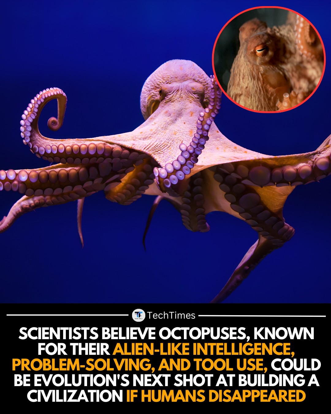 TechTimes - Octopuses are unlike any other creature on our planet ...