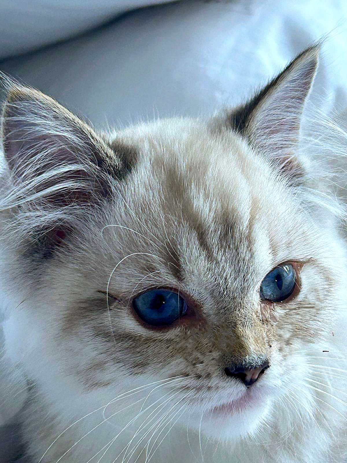 Ragdoll Blue Golden Star - Allevamento gatti British shorthair longhair ...