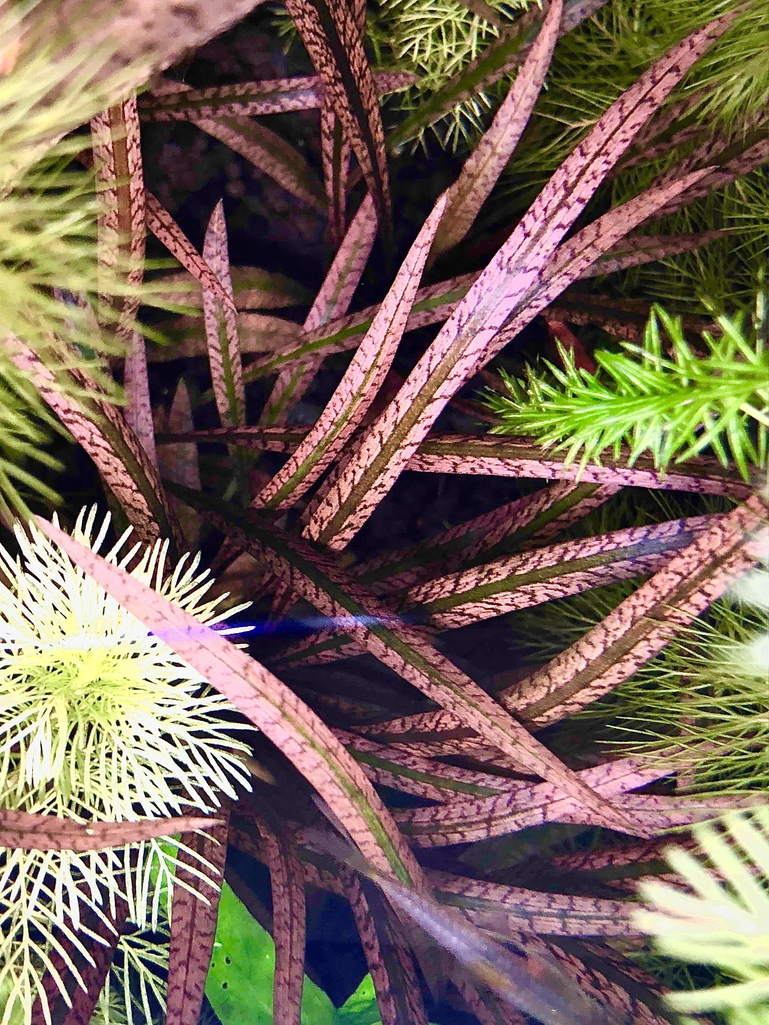 Cryptocoryne Striolata Tiger Putusibau Full submersed #AquaLush