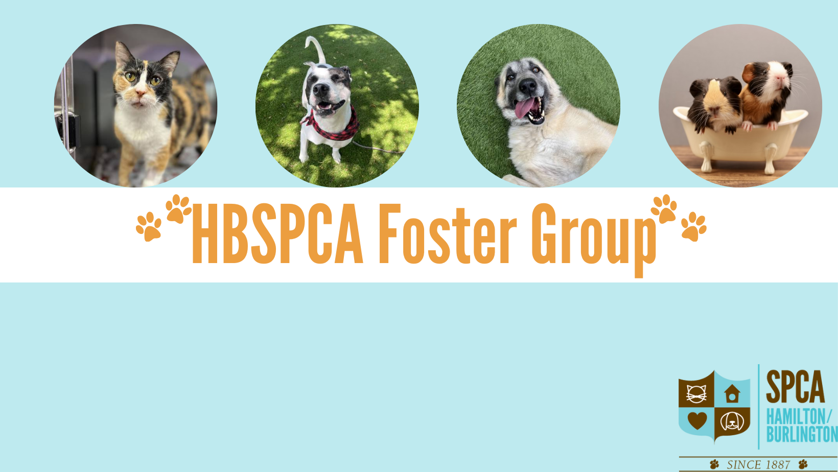 HBSPCA Foster Group