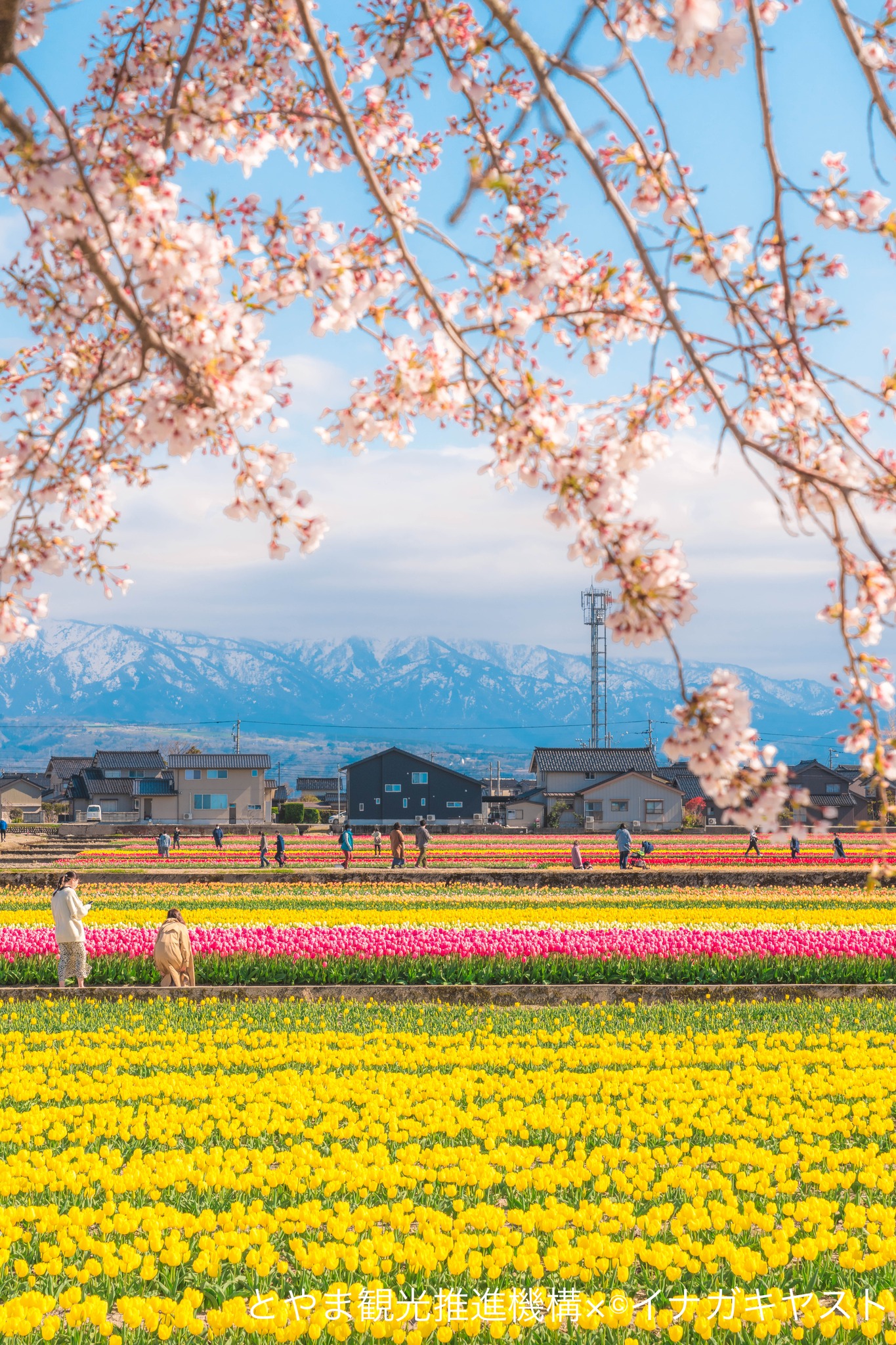 Don't miss a masterpiece of spring!🎨✨ Along the Funagawa River