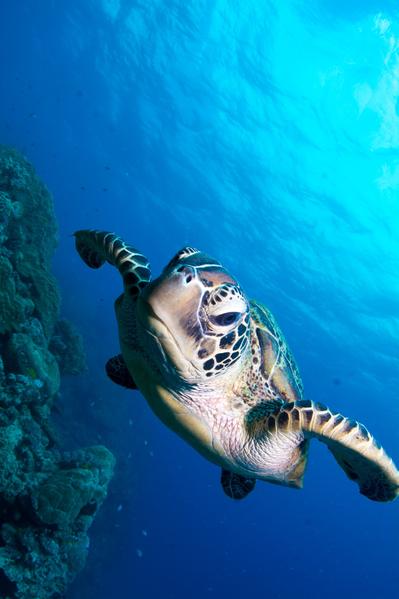 Divers - 🐢 Meet the Green Sea Turtles of the Great Barrier Reef 🌊 ...