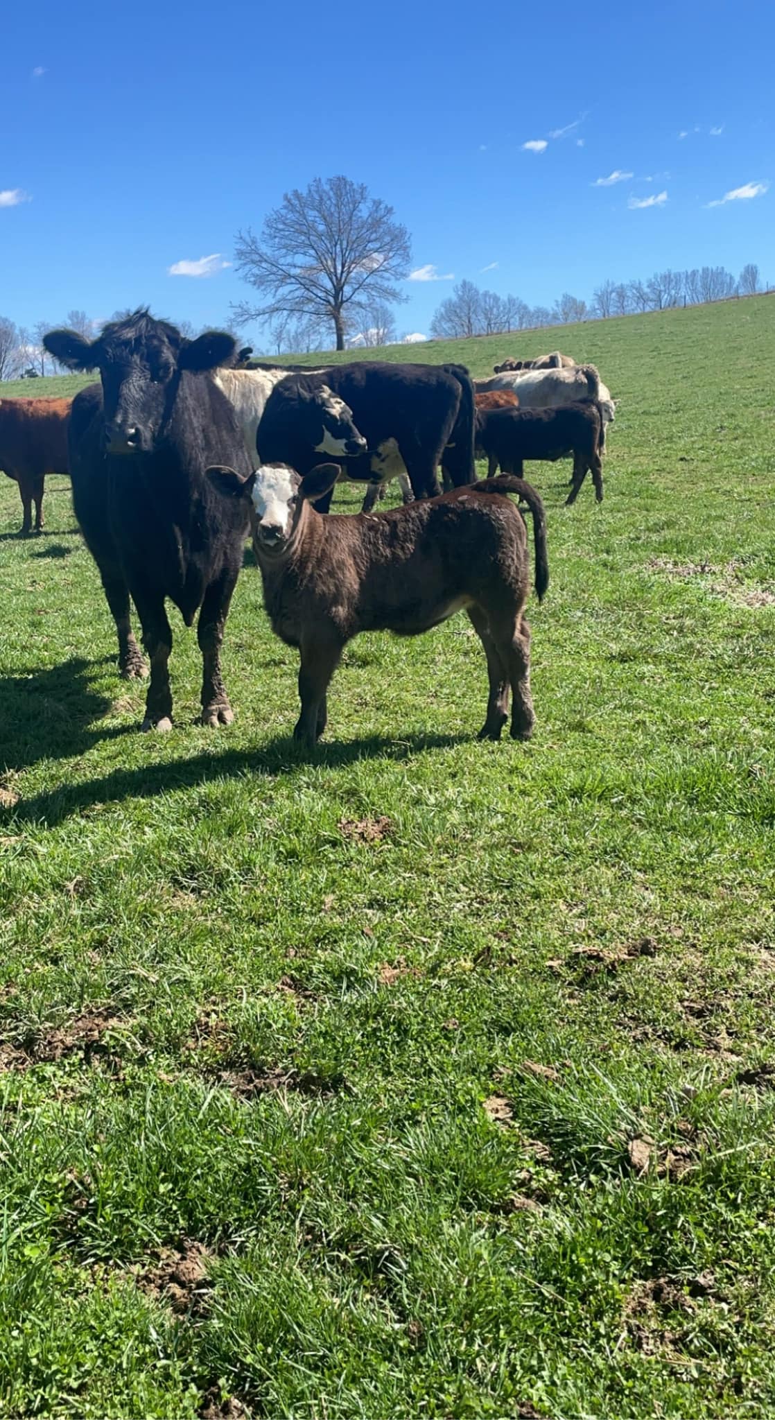 Red Ridge Farm