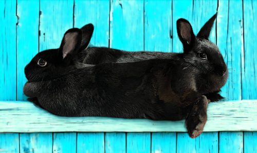 Ark Angels Animal Rescue added... - Ark Angels Animal Rescue