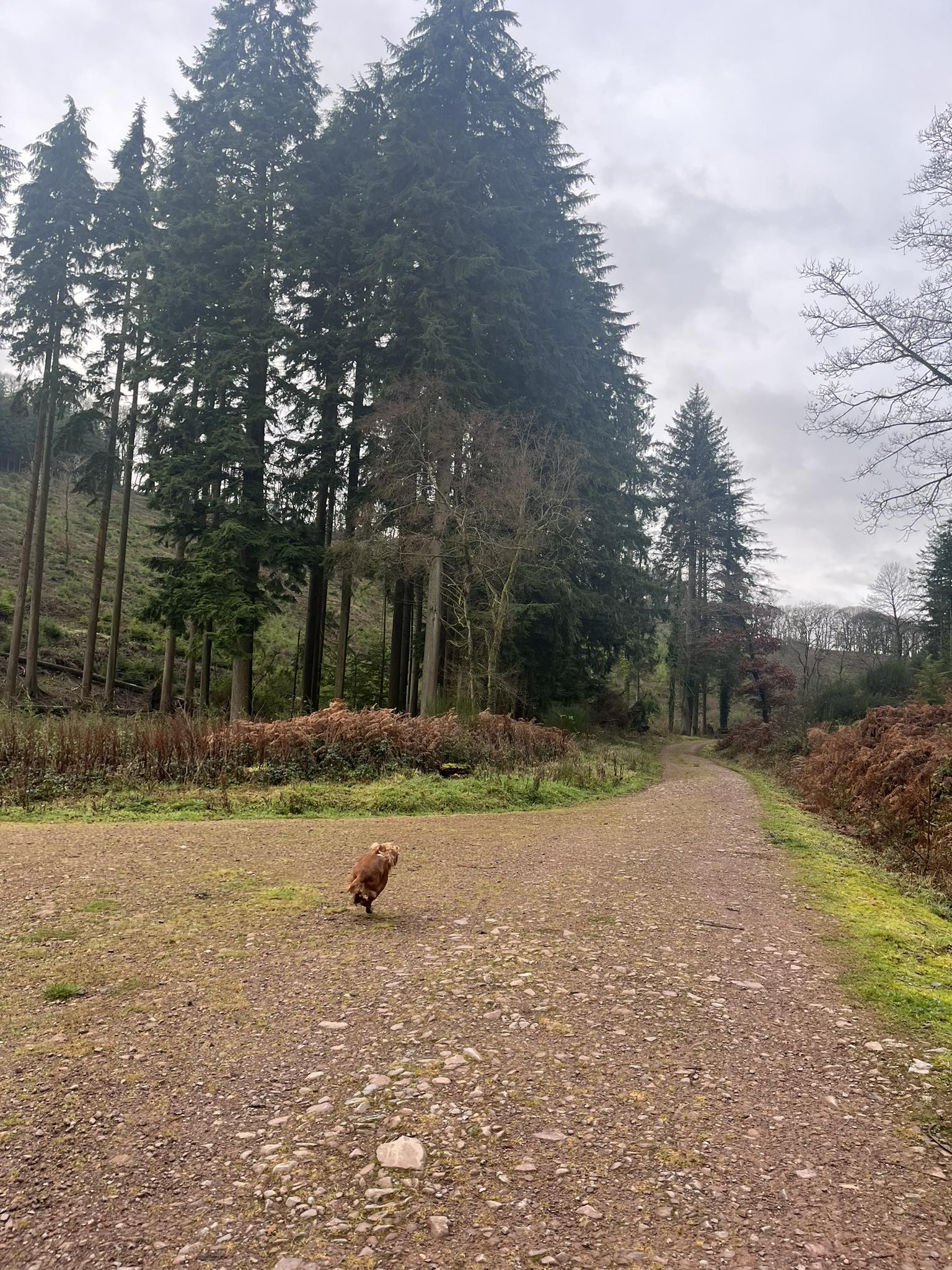 Ella’s Dog walking | Nether Stowey