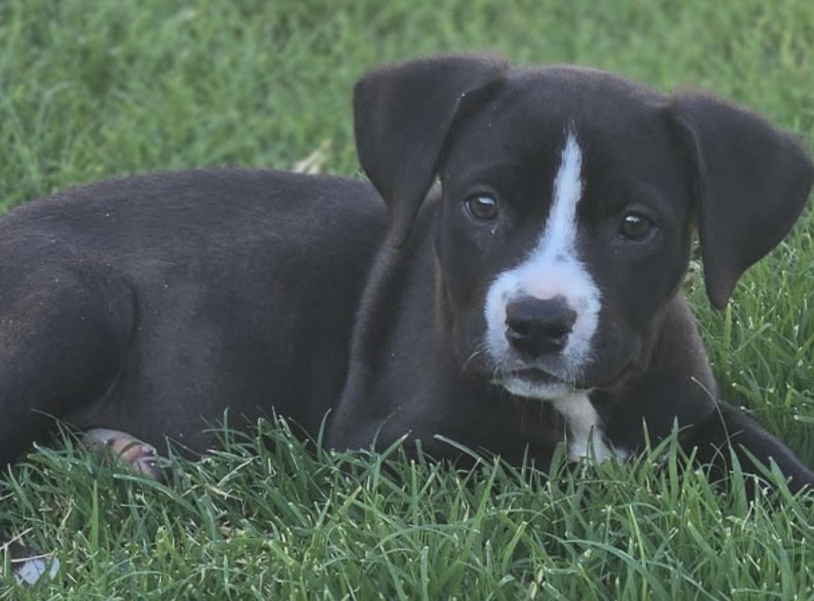 New - Meet Pyra Her name comes from the spunky fire in her personality ...