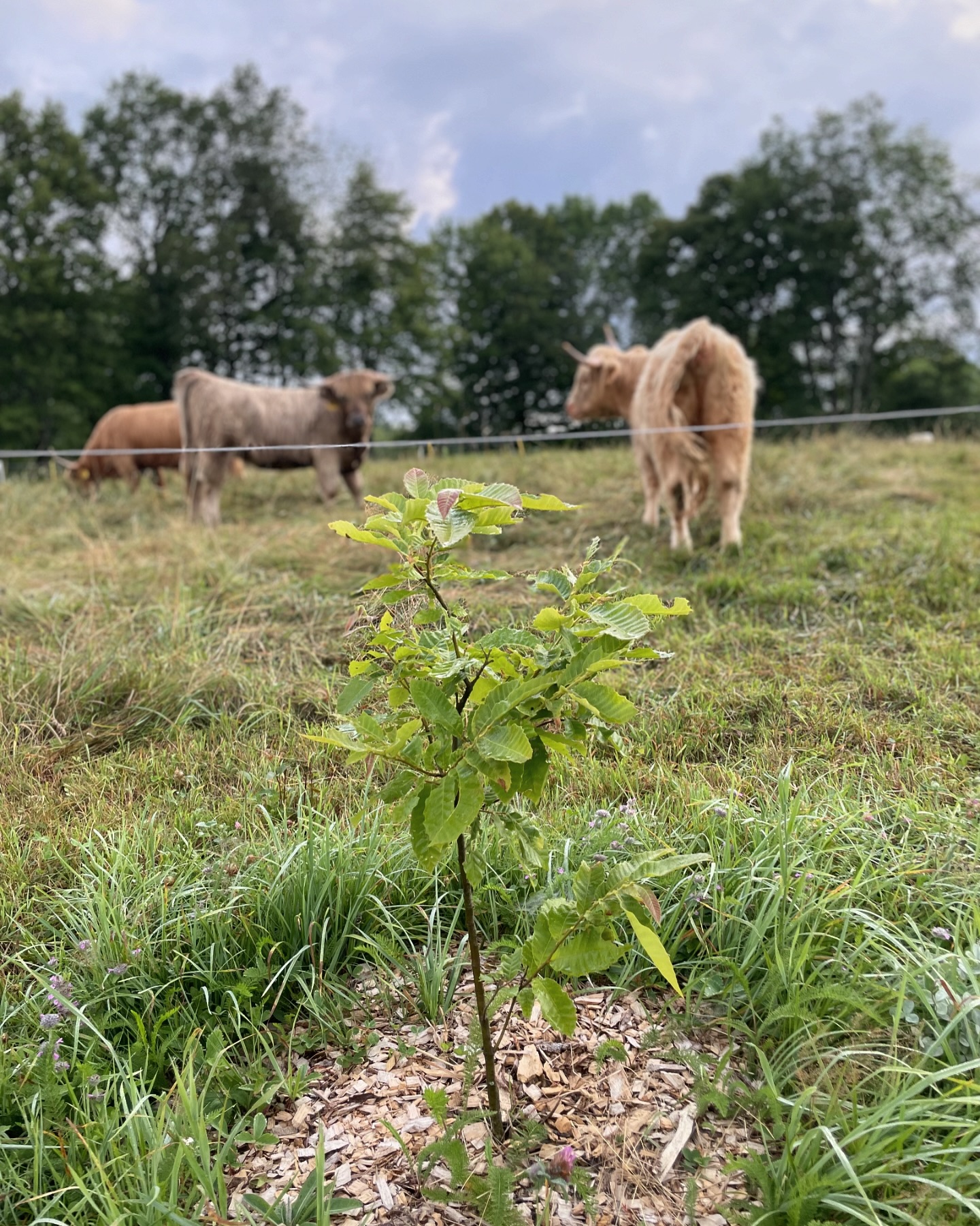Two - Our #chestnut #silvopasture is finally taking off. In 2022 we ...