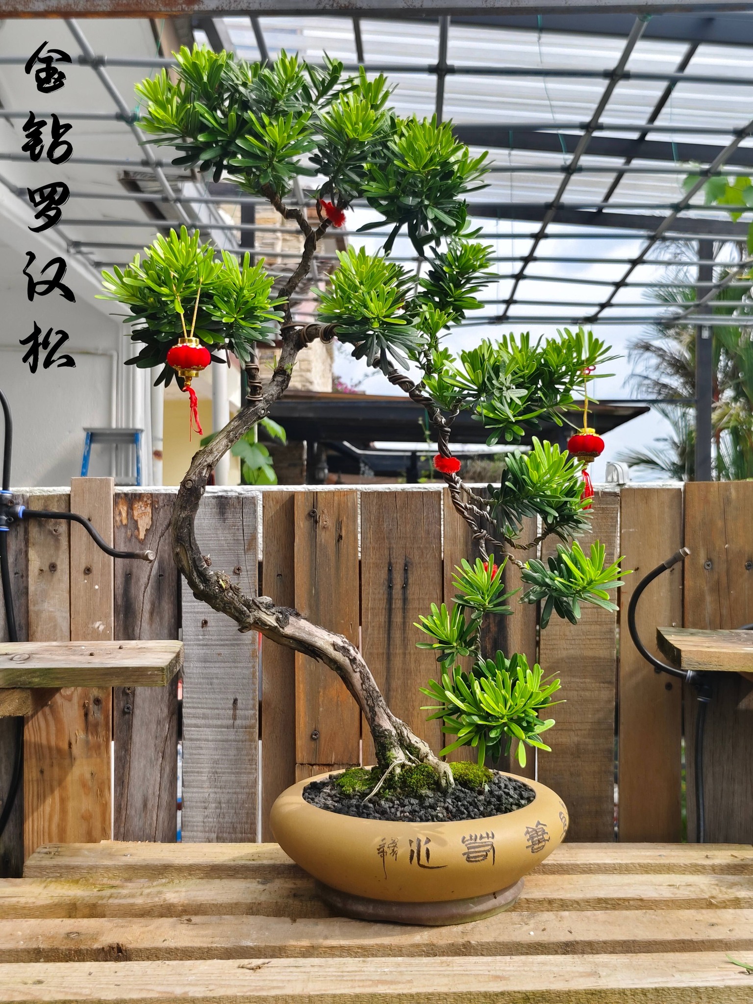 罗汉松系列Bonsai Podocarpus Macrophyllus🪭 🌟罗汉松欣赏价值高，在