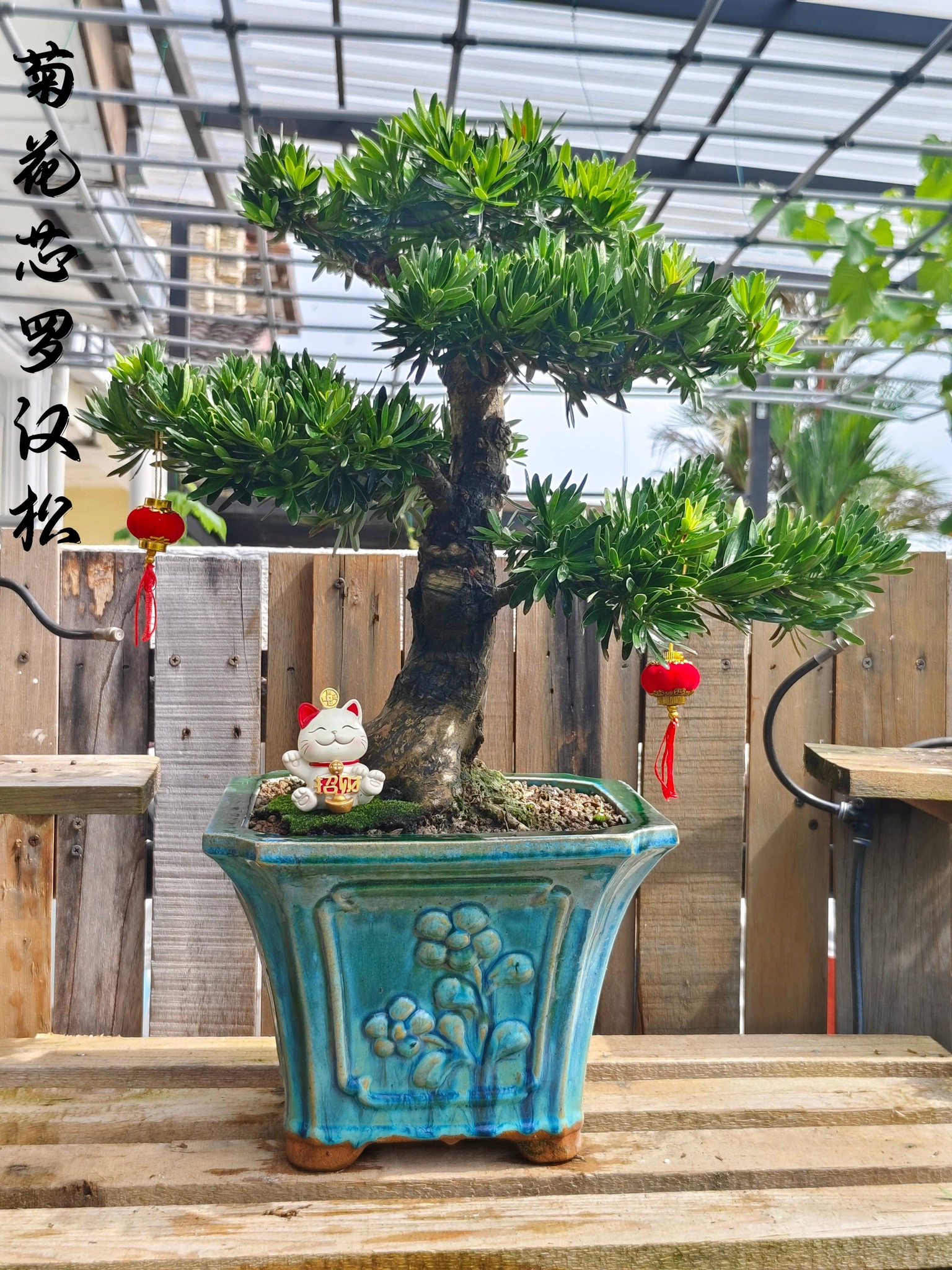 罗汉松系列Bonsai Podocarpus Macrophyllus🪭 🌟罗汉松欣赏价值高，在