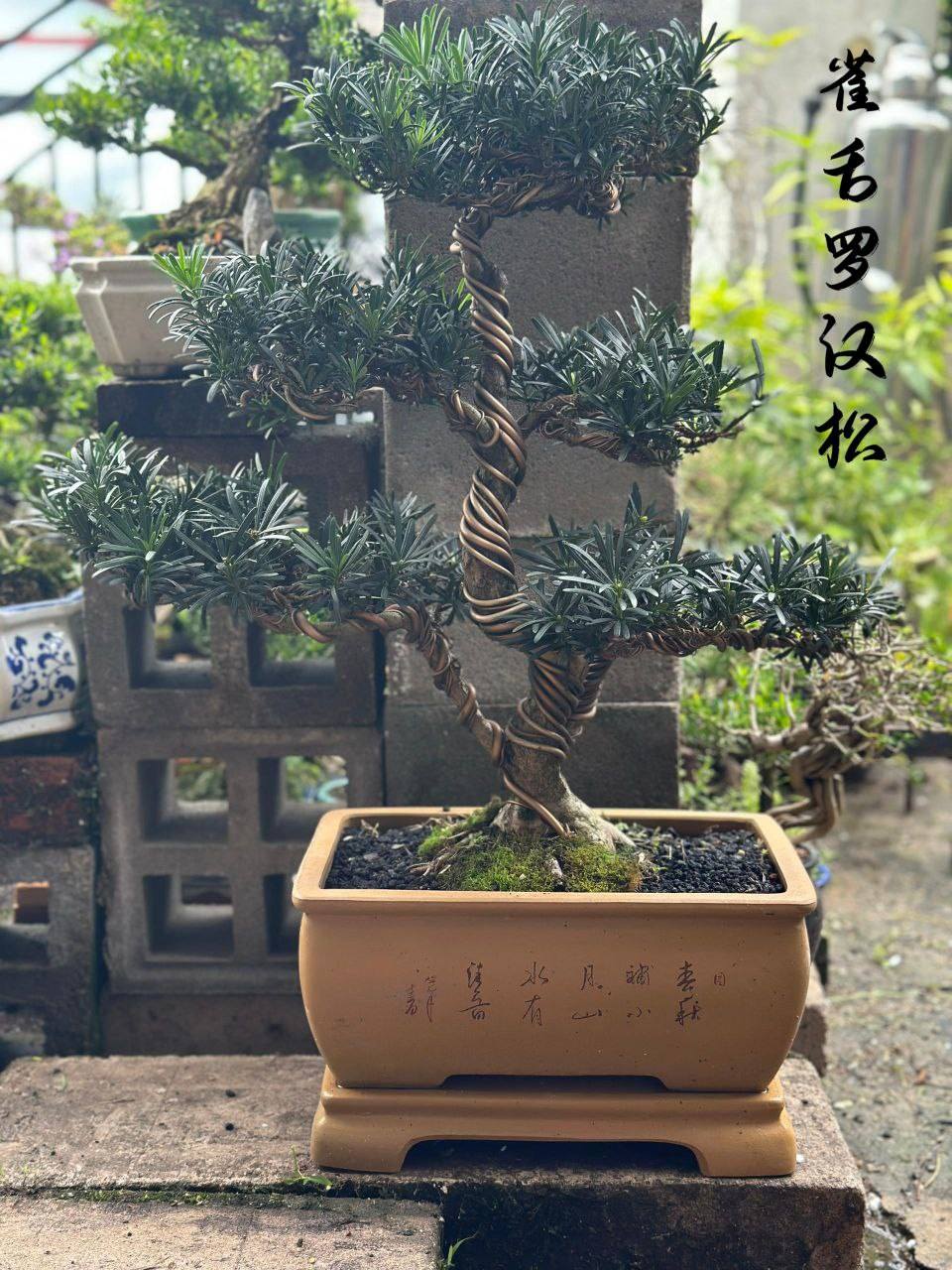 罗汉松系列Bonsai Podocarpus Macrophyllus🪭 🌟罗汉松欣赏价值高，在