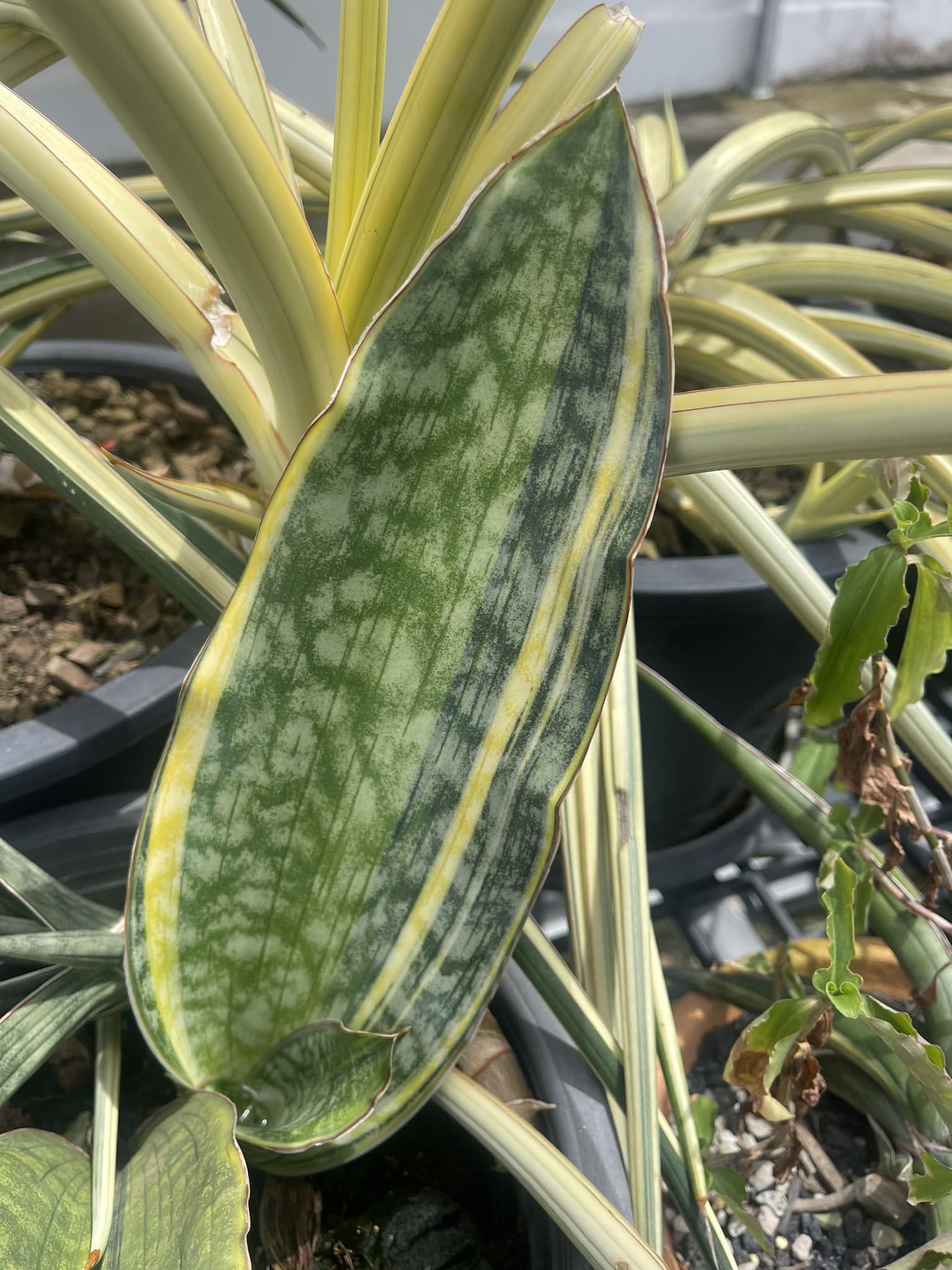 Sansevieria Mafinga Green Dragon Variegated #Sansevieria #對生葉序