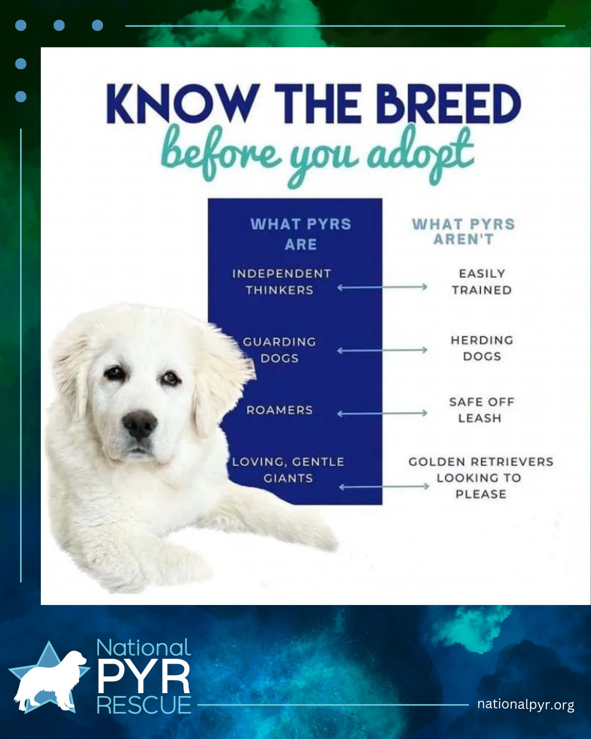 Hollin Gate Ranch Great Pyrenees of Neenach