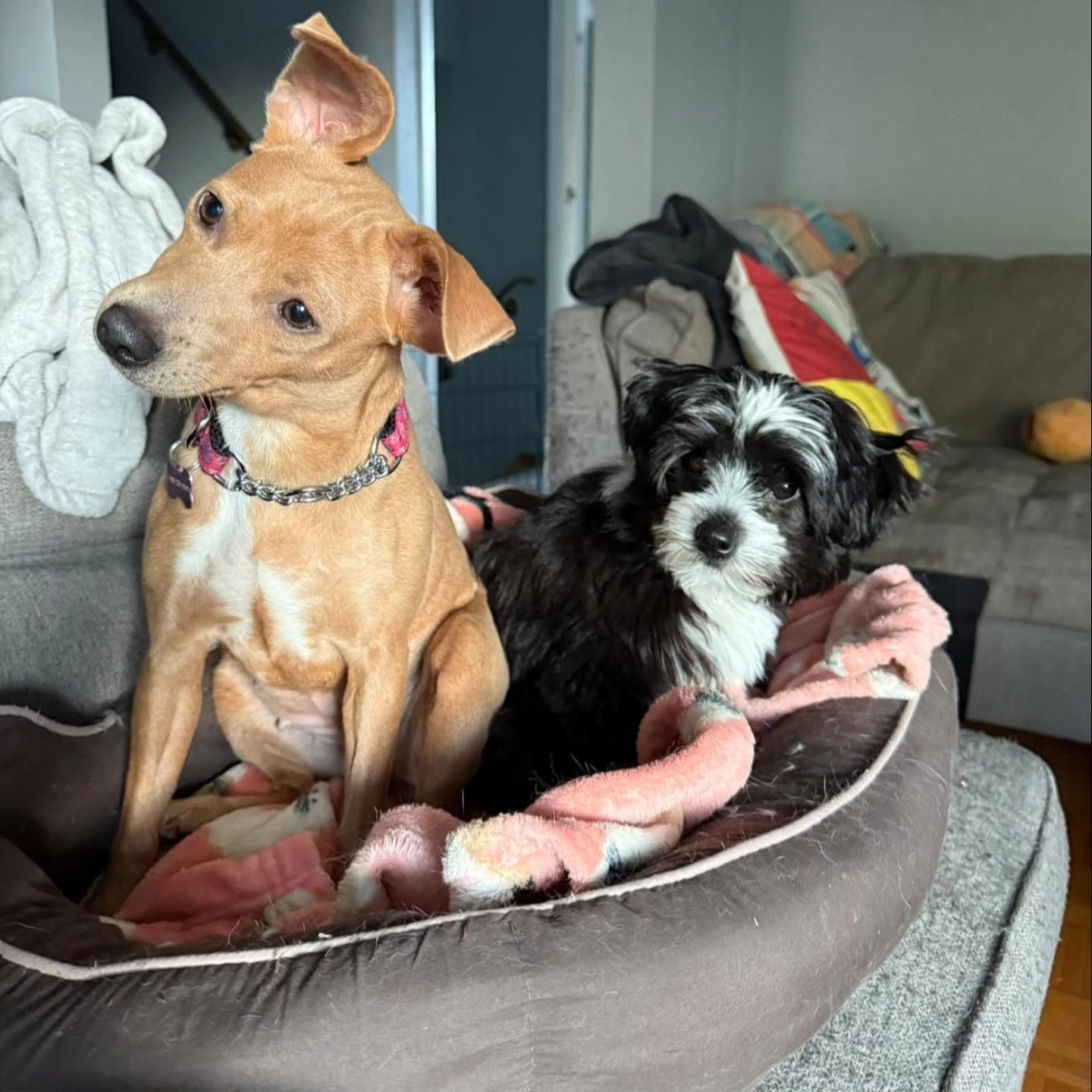 Safe Paws Animal... - Safe Paws Animal Rescue of Ontario