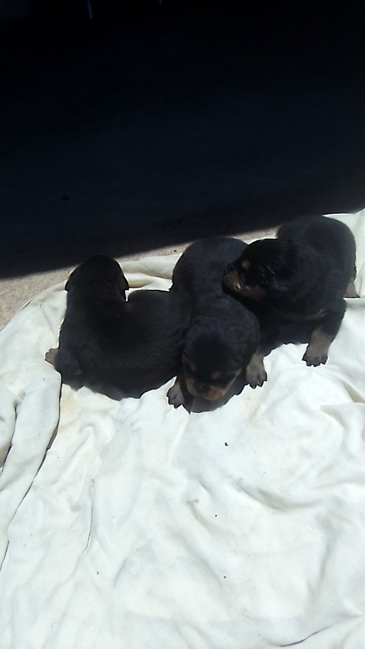 Virginia rottweiler club
