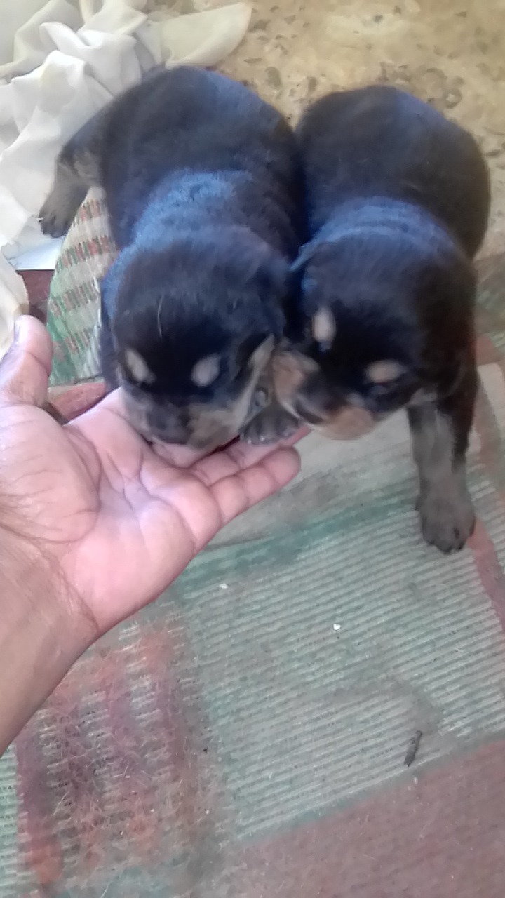 Virginia rottweiler club
