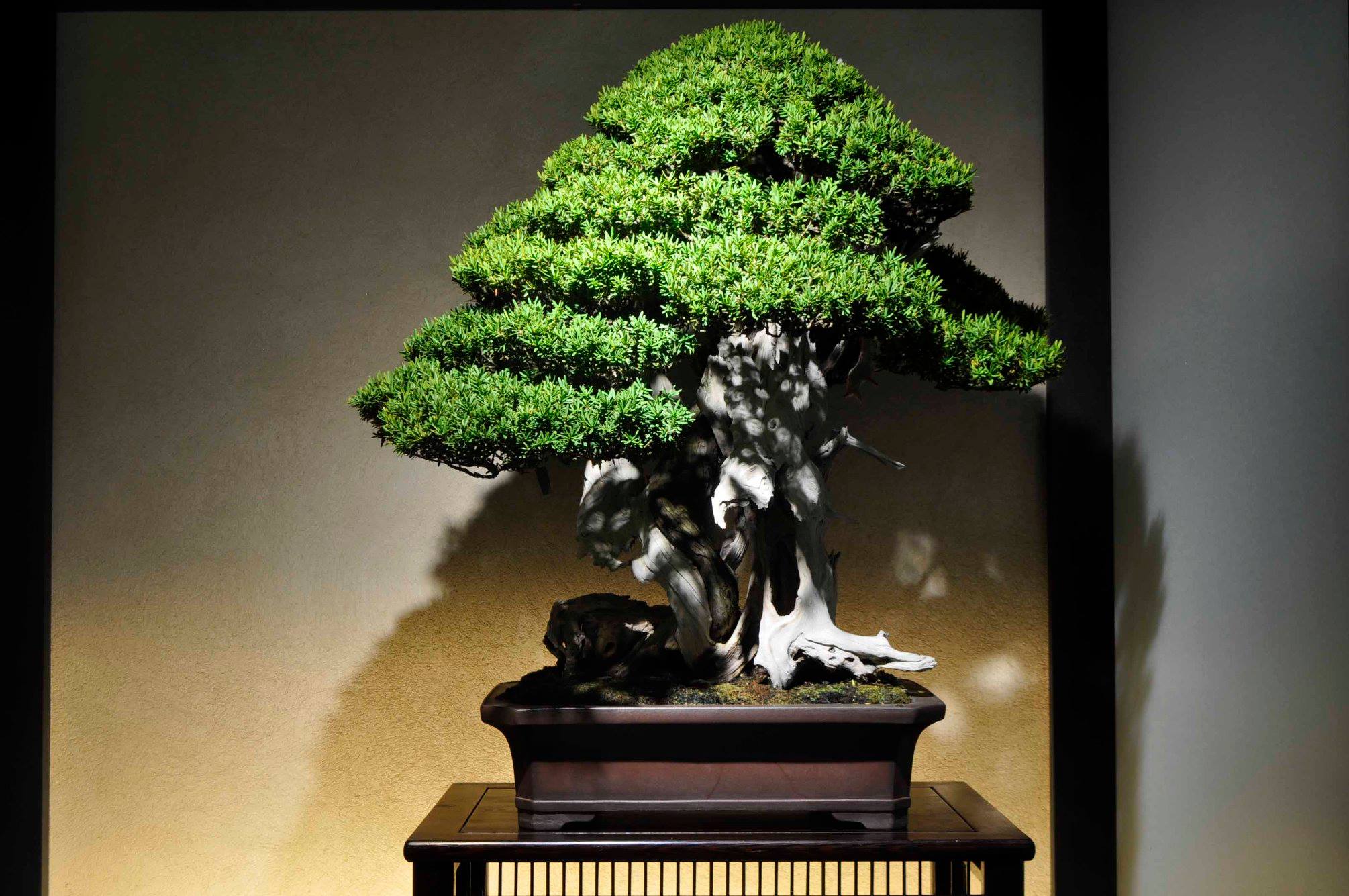 一位（いちい Ichii） Japanese Yew 秋季特別展「シリーズ・現代の盆栽
