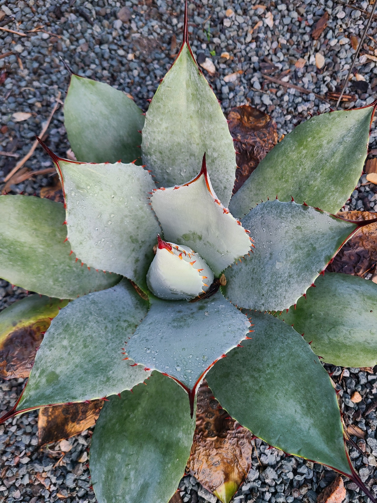 Agave parryi ssp. truncata 