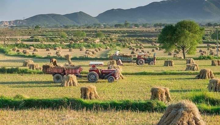 Pothohari Pura / پوٹھوہاری پرا