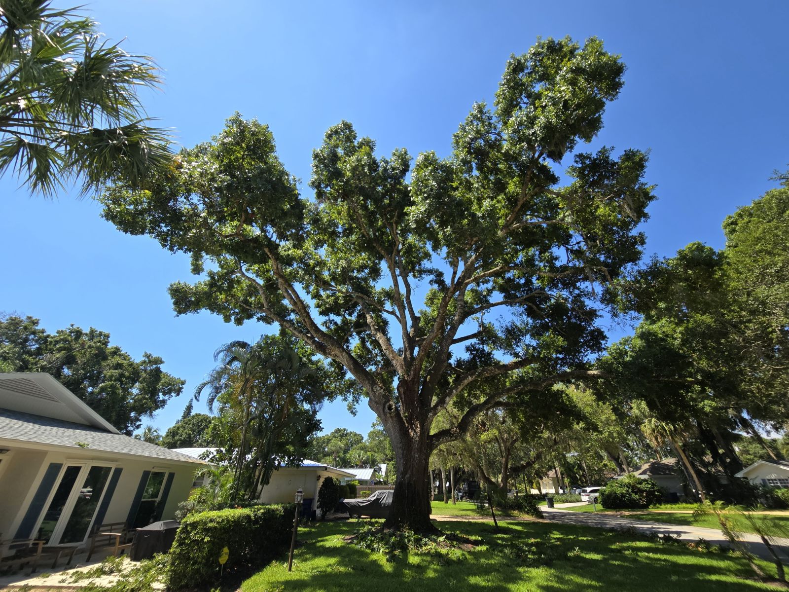 Treasure Coast Tree & Land Services | Vero Beach FL