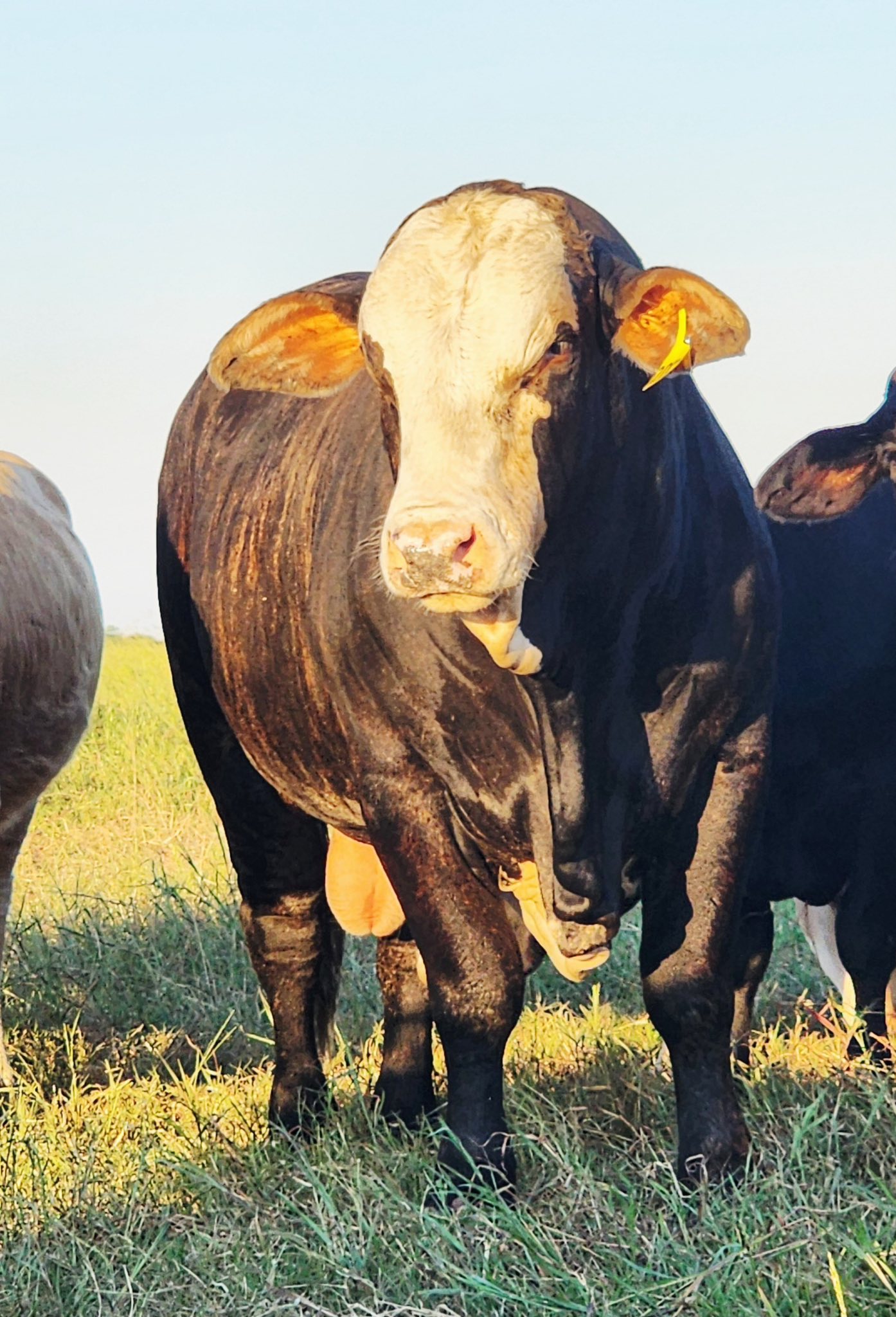 El Campo Livestock... - El Campo Livestock Exchange LLC