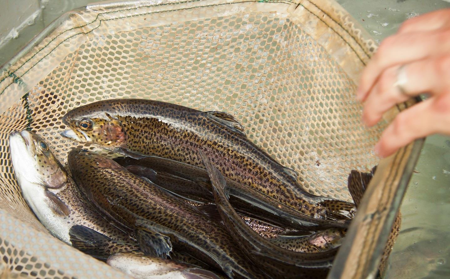 NC Wildlife Resources Commission - All of the rainbows stocked in ...
