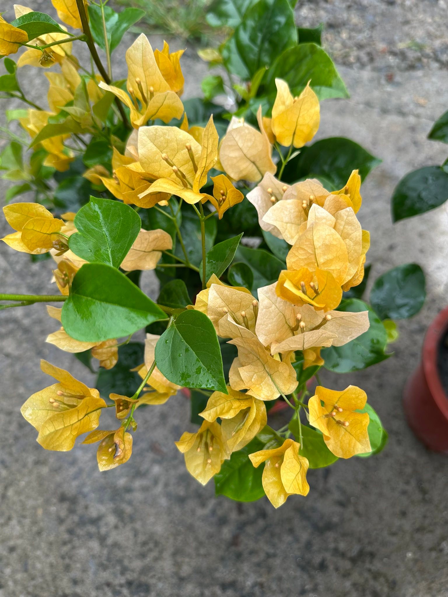 九重葛💕 7吋盆250元#耐熱#四季開花（尤其春、秋兩季最繁盛！） 知道