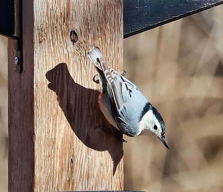 The Environmental - Nature photo of the week: White-breasted Nuthatch ...