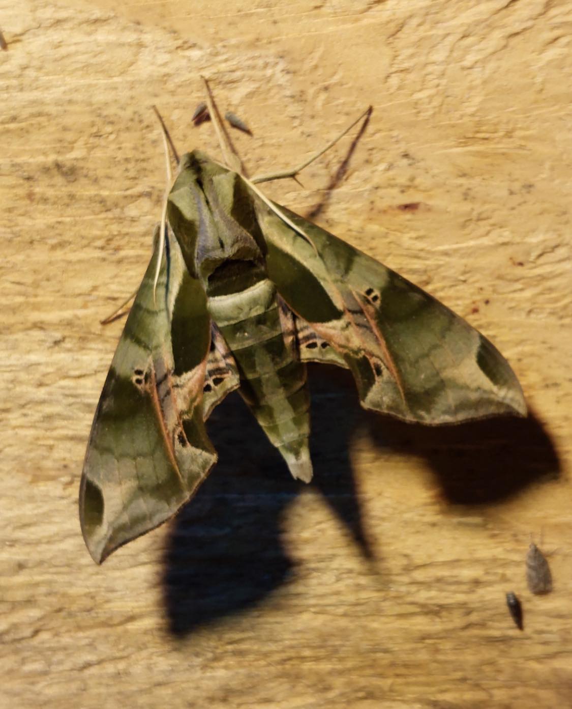New - Happy National Moth Week 2024! Celebrate all things moth at a ...