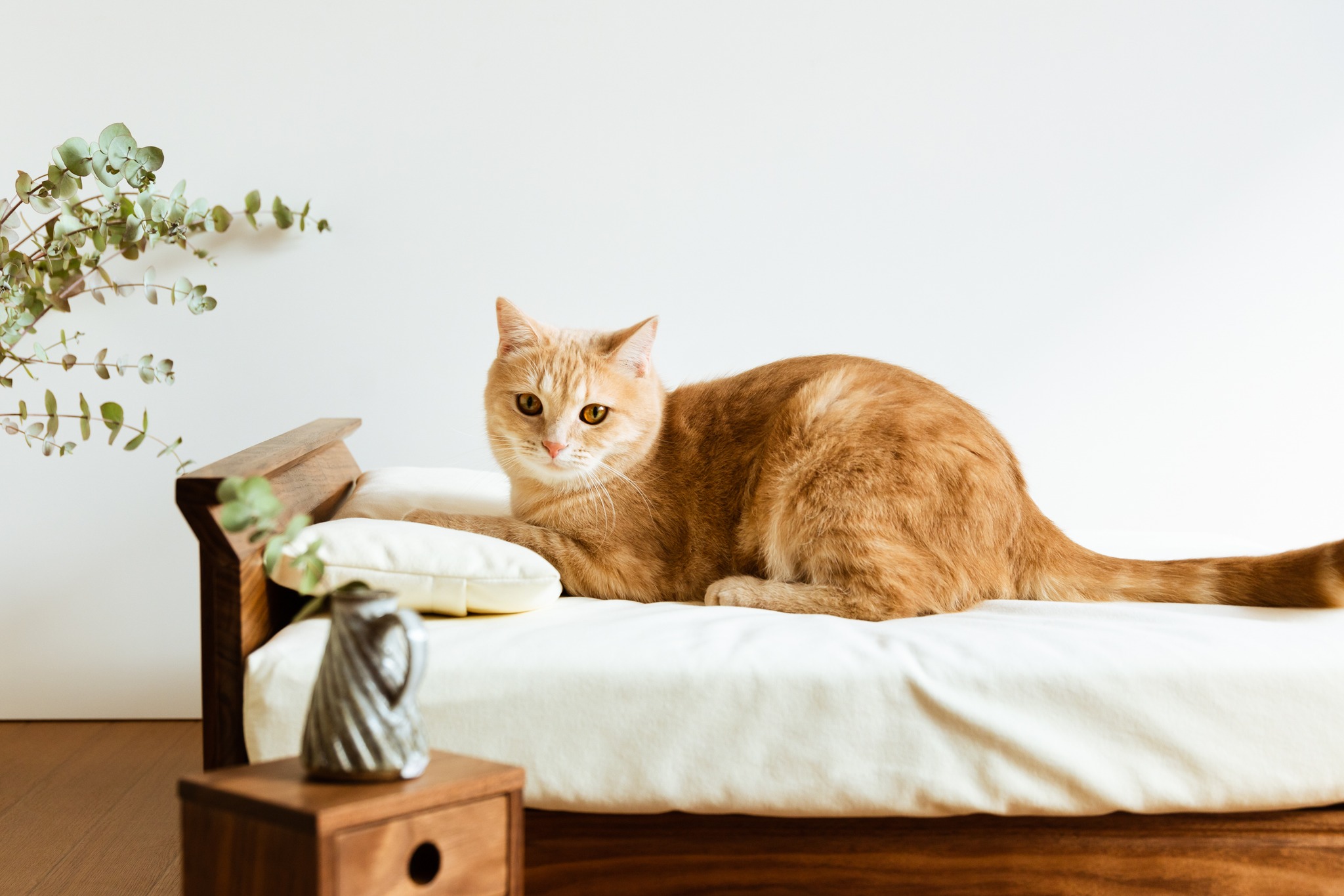 Ronronner - _ We are Cat furniture brand' RONRONNER' from...