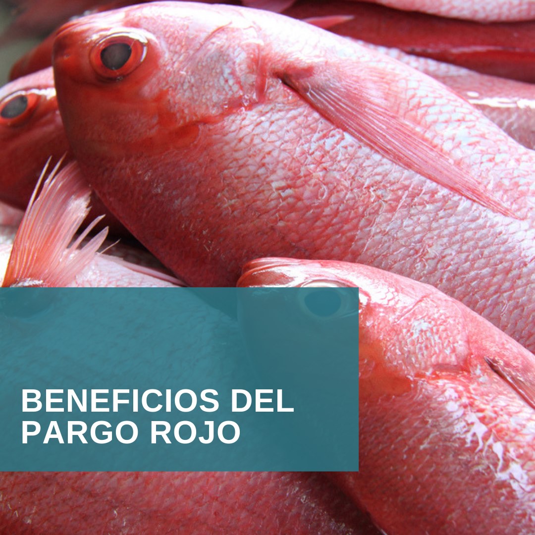 El pargo rojo es una fuente de... - Sabanamar Corporación