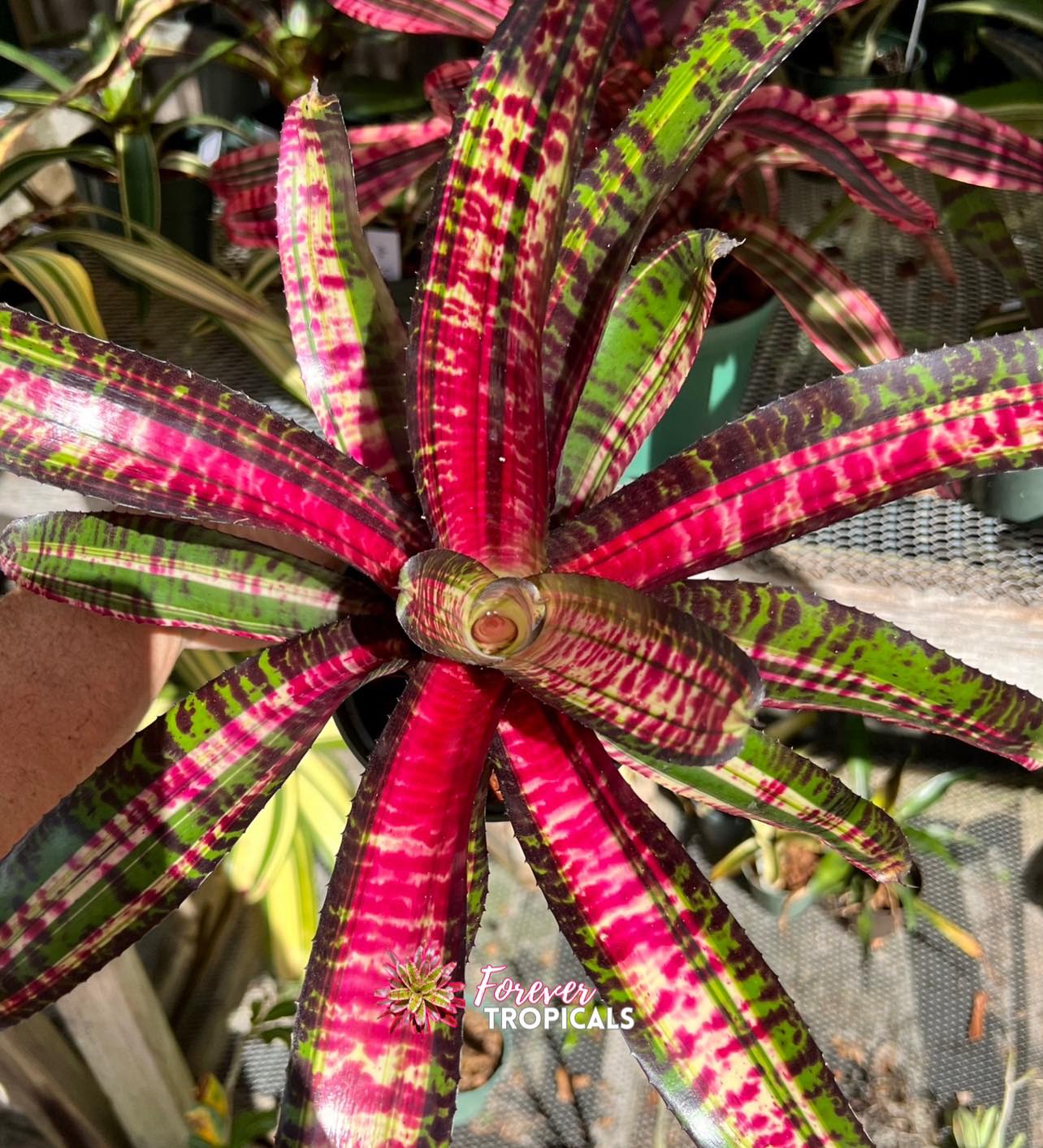 Neoregelia ブロメリア・エアープランツ Lucifer Variegated