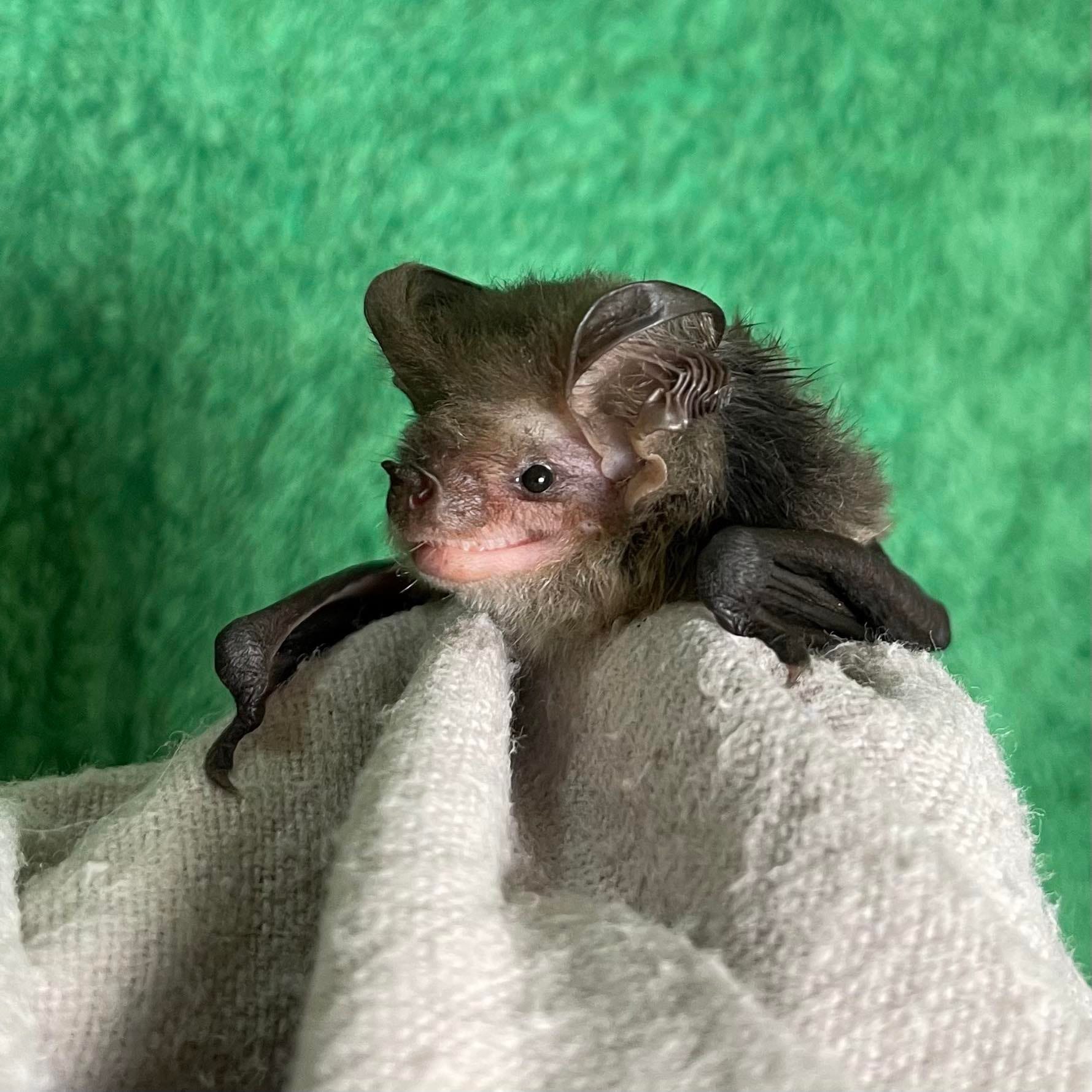 Mt - Long eared Microbat 